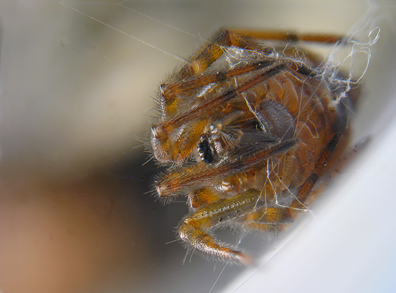 Steatoda bipunctata - Sumirago (VA)